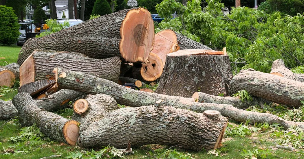  for Patriot Tree Service in Mesa, AZ