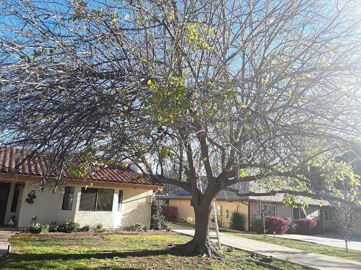 Tree Services in Ramona, CA The tree fairy Home