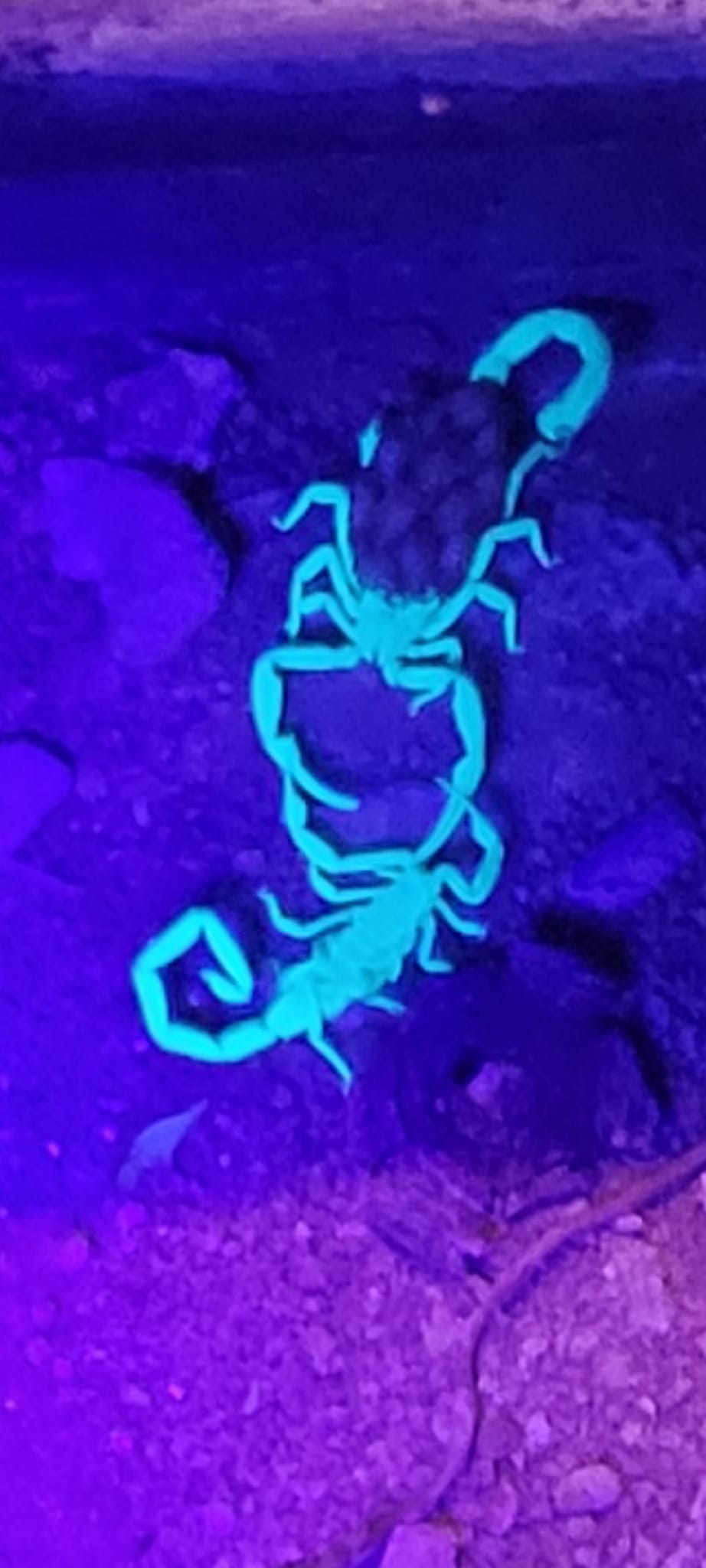  for Niko's Pest Control in Las Vegas, NV
