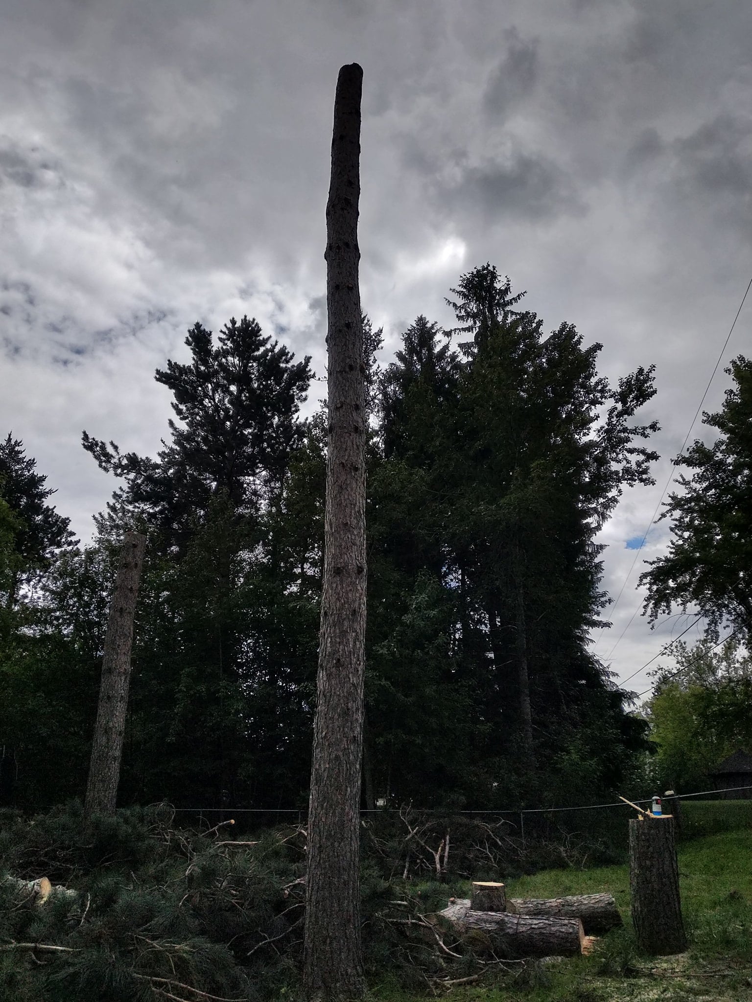  for Sloan Tree Service in Aurora, CO