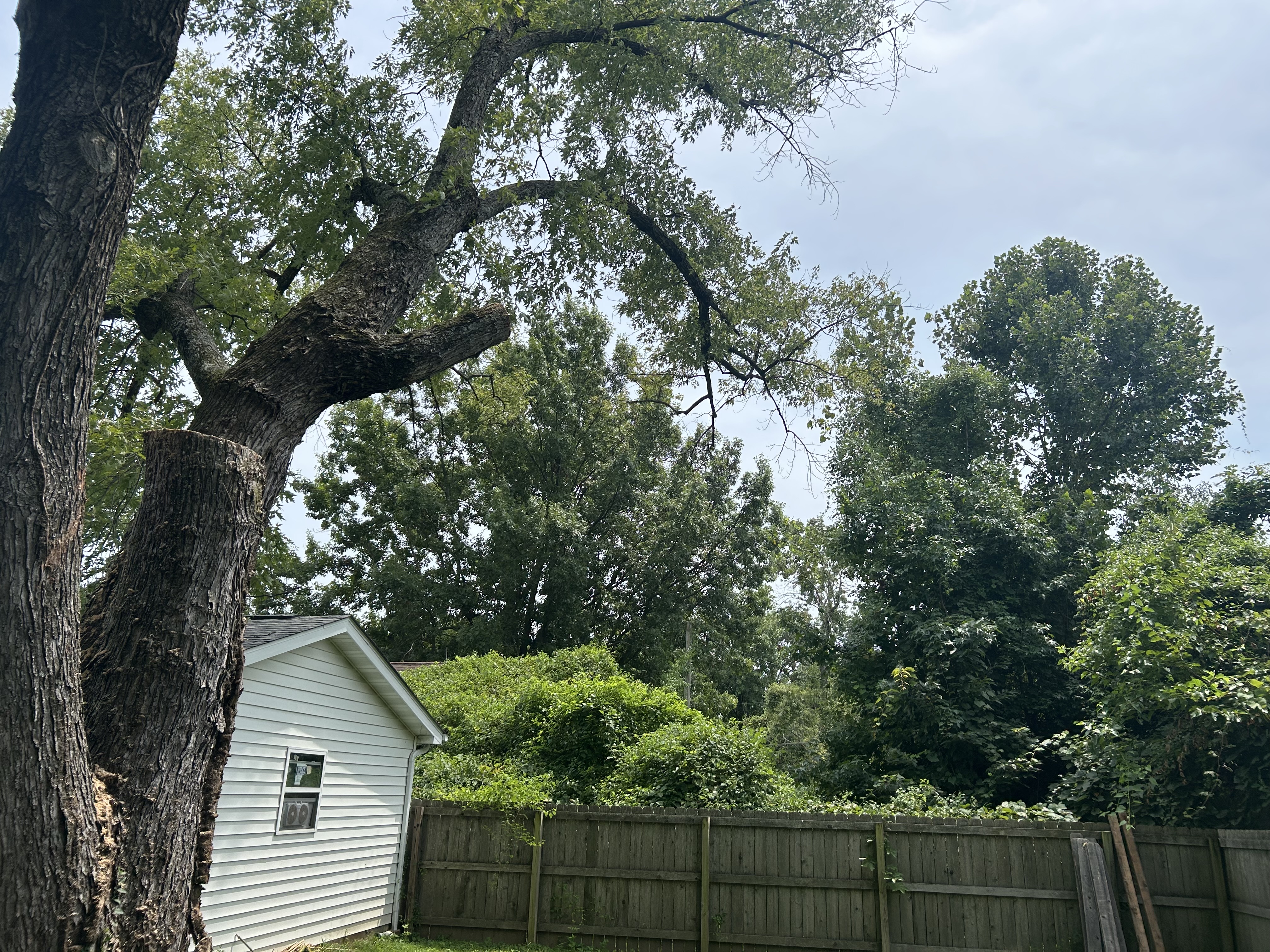 for Stinger Tree Service in Belleville, IL