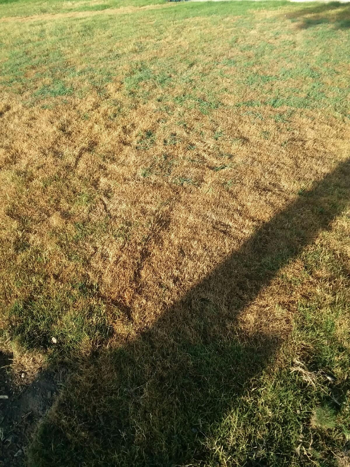  for Benito's Gardening in San Juan Capistrano, CA