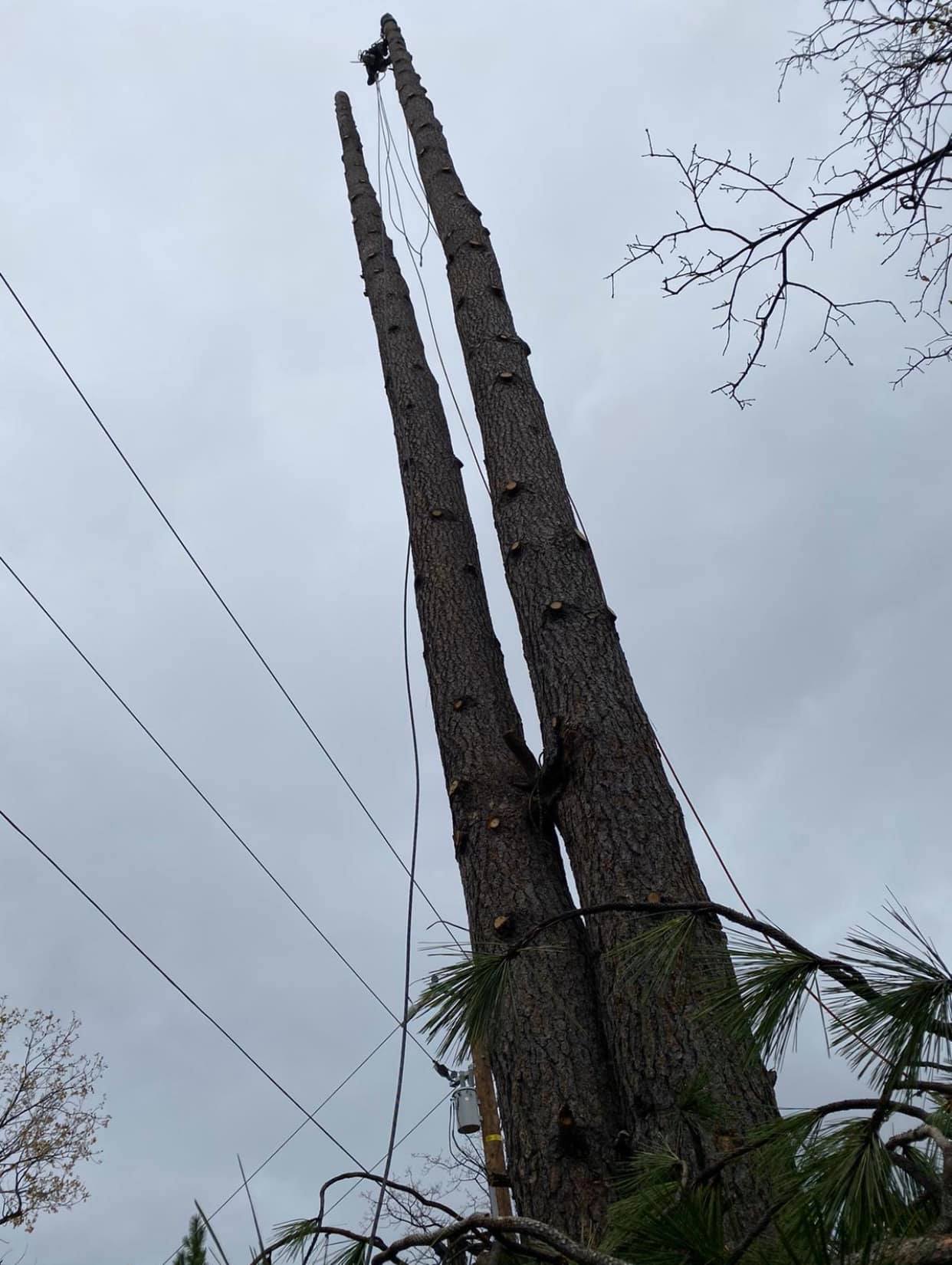  for Williams Tree Service LLC in Indianapolis, IN