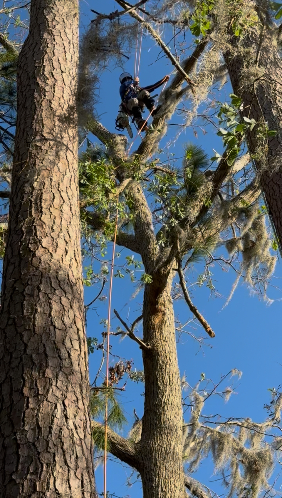 Tree Services company Elevate Tree Care in Gillette, WY