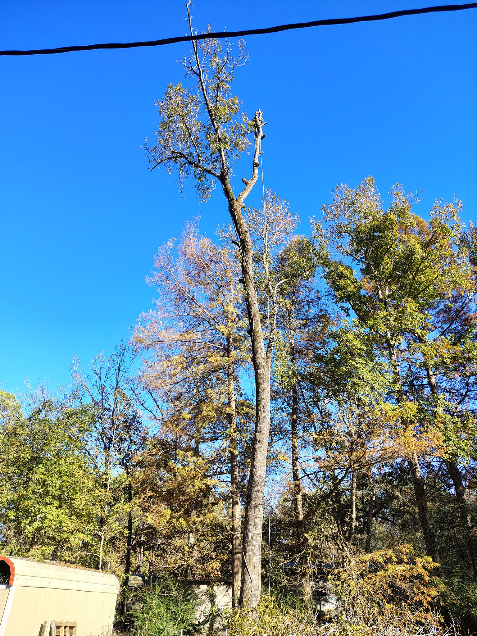  for Alpers Tree Services in Cleveland, TX