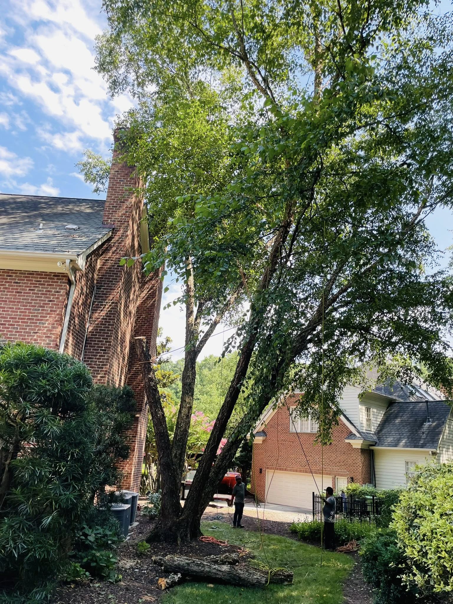  for J&J Tree Services in Raleigh, NC