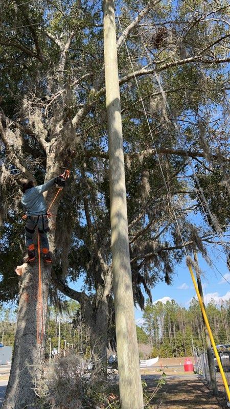  for All Seasons Tree and Land Works in Trenton, FL