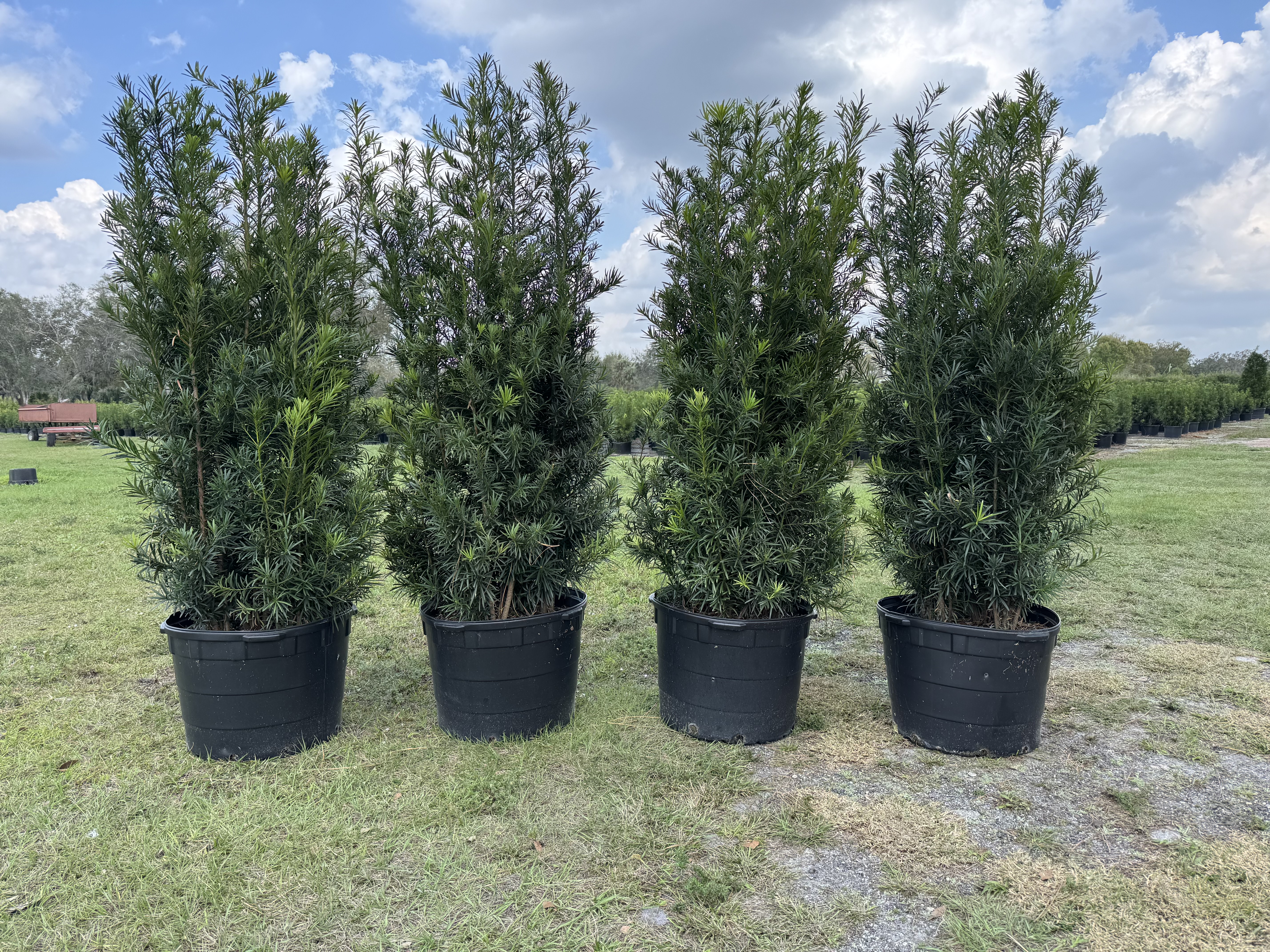  for Southern Roots Tree Farm in Crystal River, FL
