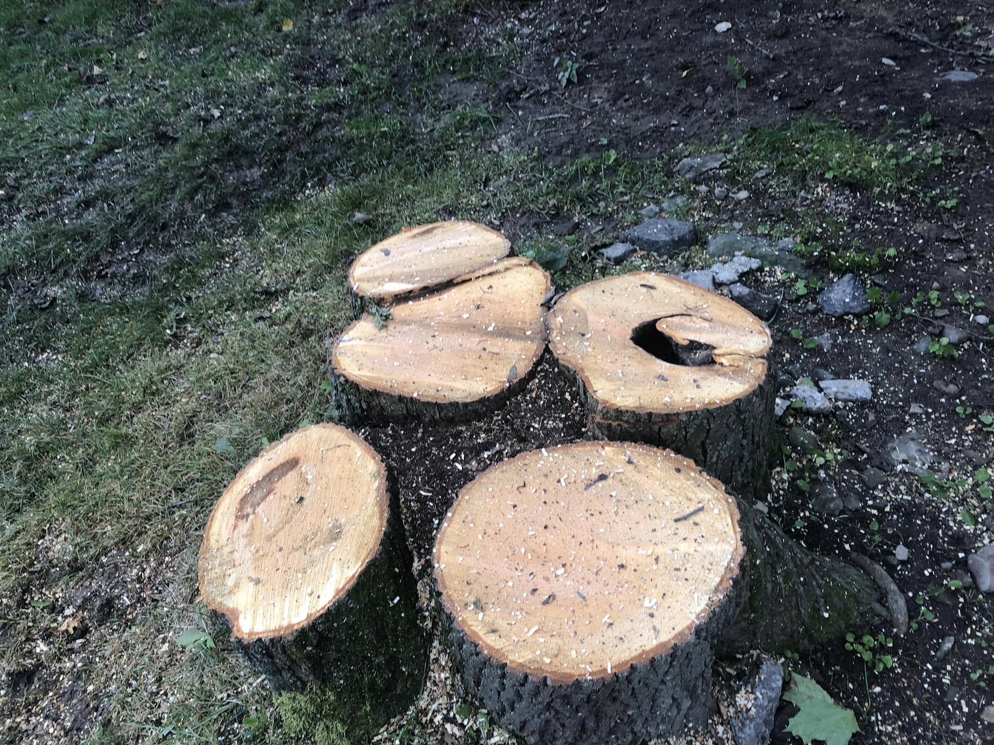  for All American Tree Services LLC in Dallas, PA