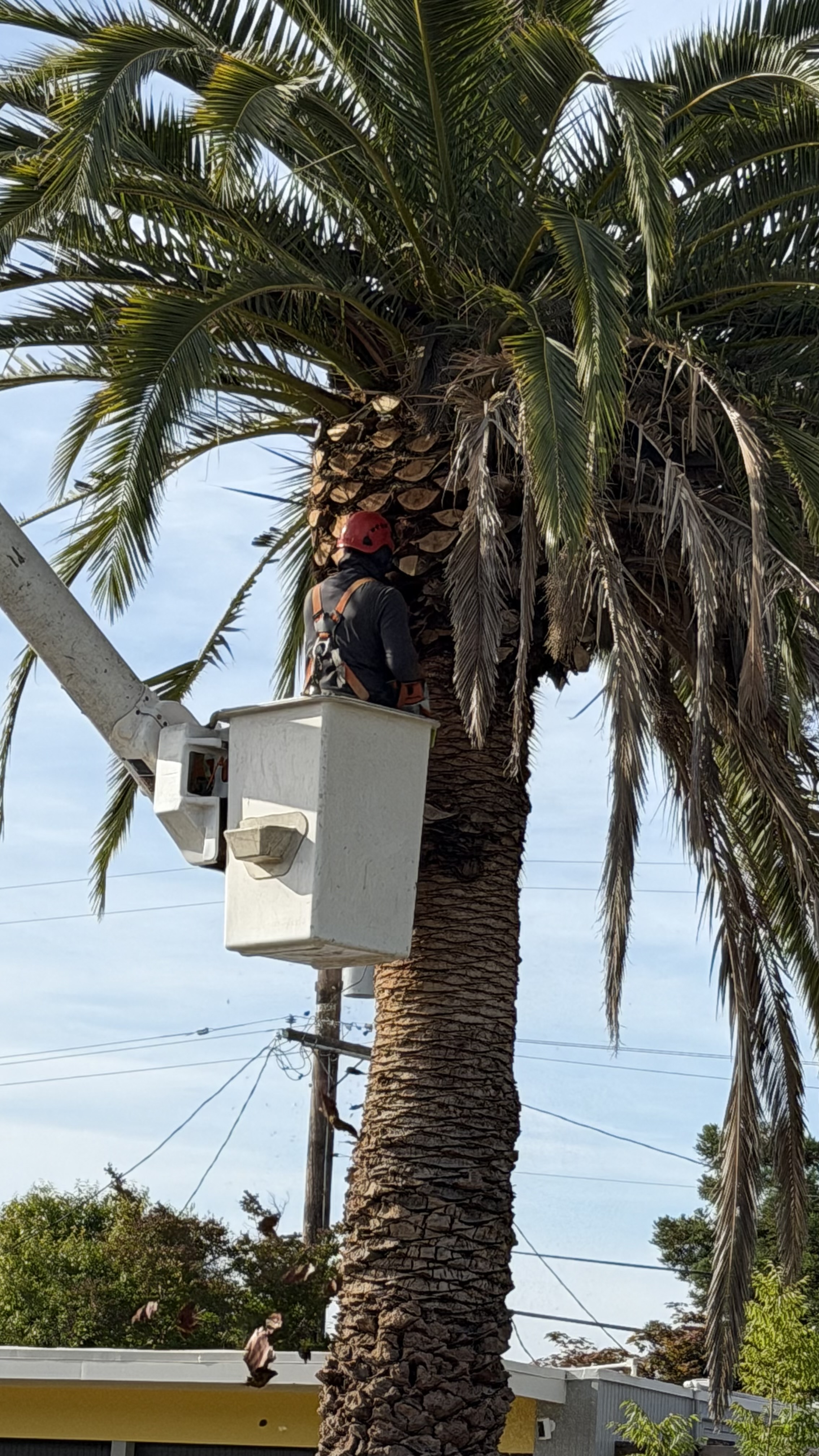  for A1 Tree Care LLC in San Jose, CA