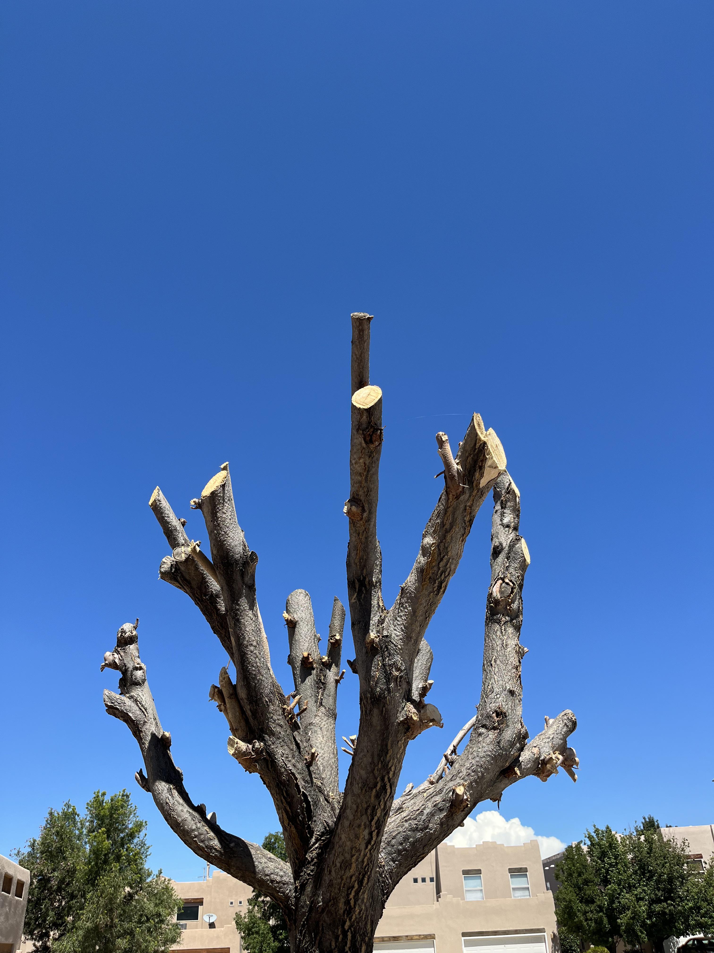  for Gallardos Forestry Tree Service in Bakersfield, CA