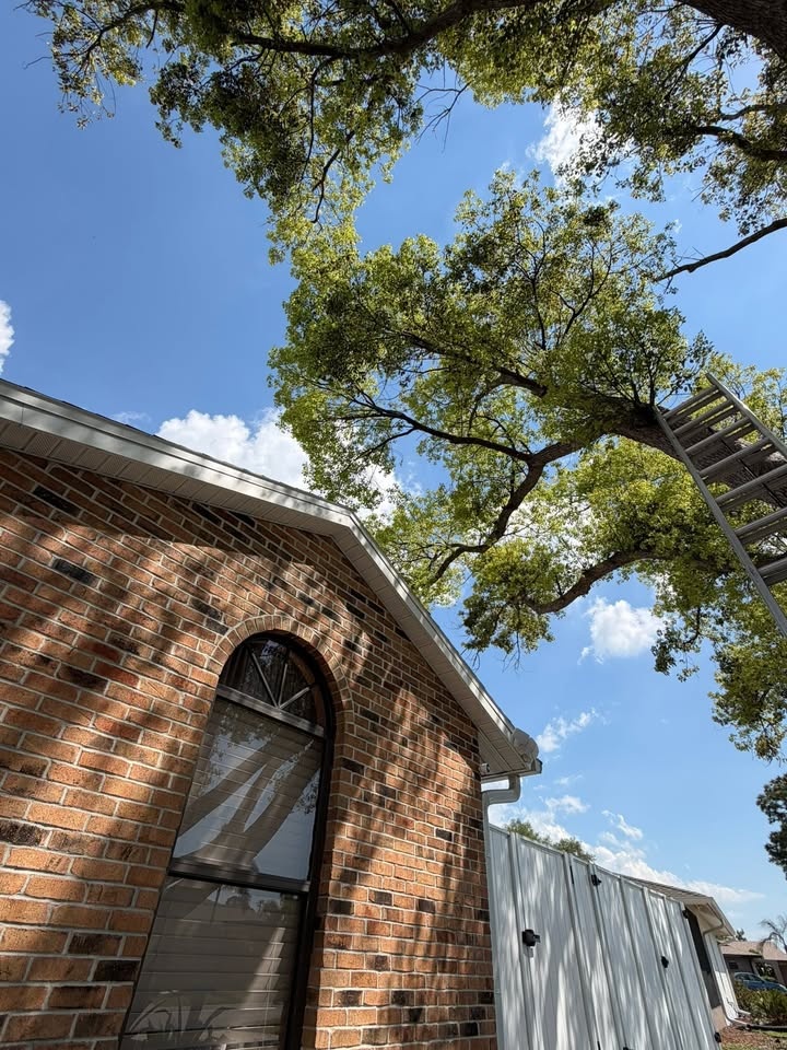  for Damian’s Tree Care in Sarasota, FL