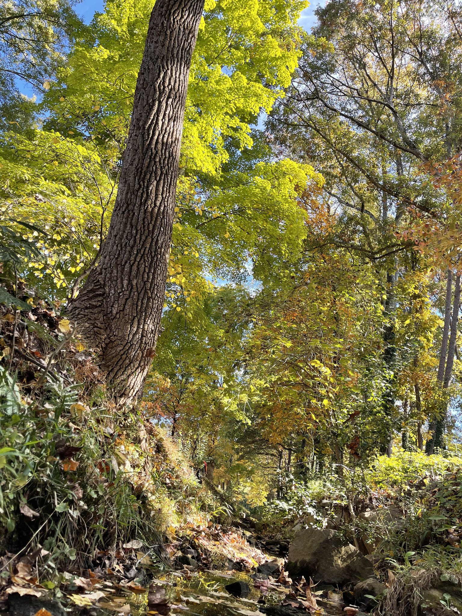 Stem Tree Service team in Belmont, NC - people or person