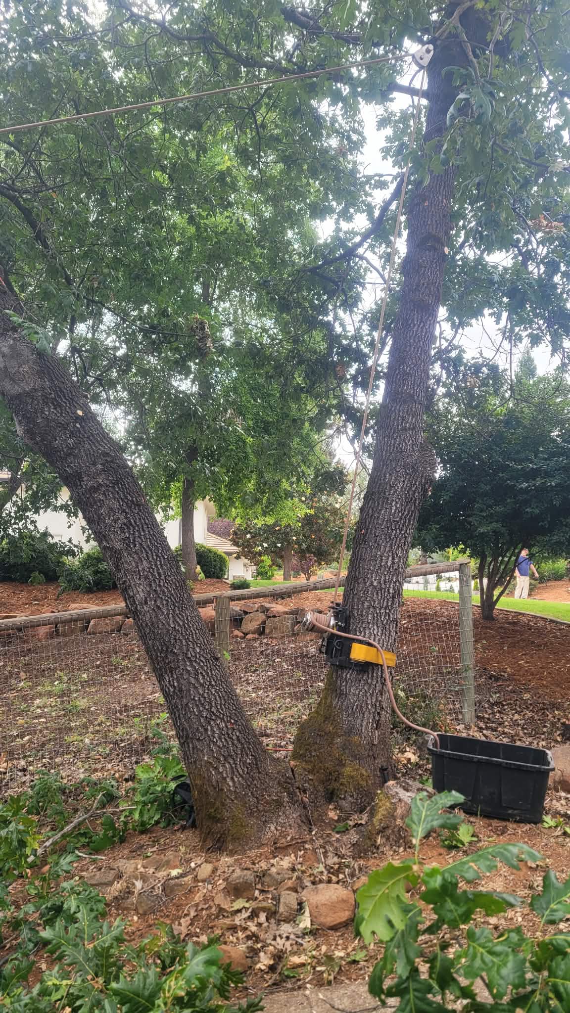  for George Staddan's Professional Tree Care in Placerville, CA