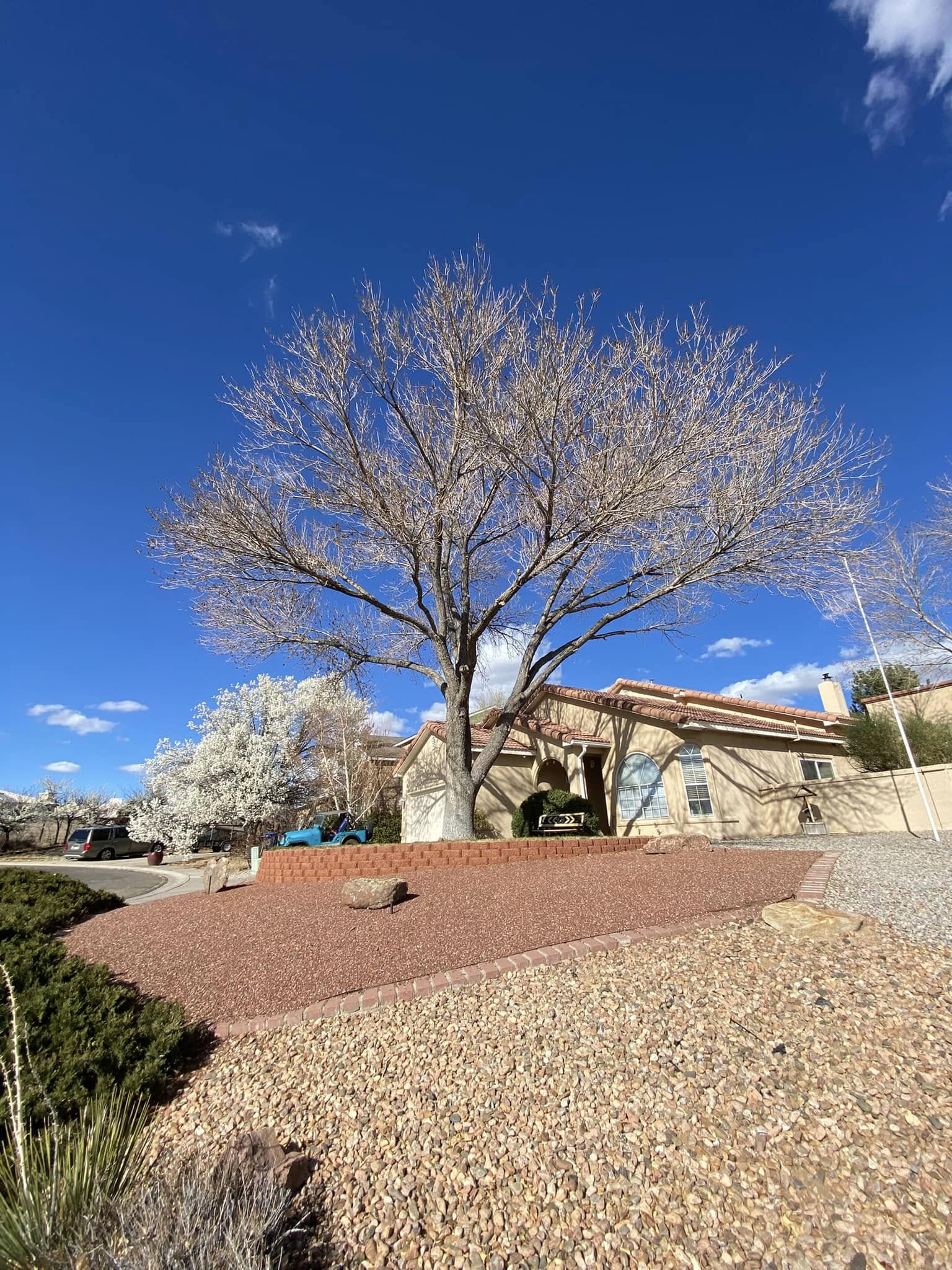 Tree Service company Tree Service Miracles in Albuquerque, NM