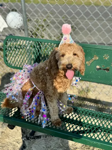A dog dressed up in a party hat and tutu on a bench at the fenced dog park at Heritage Oaks RV Resort