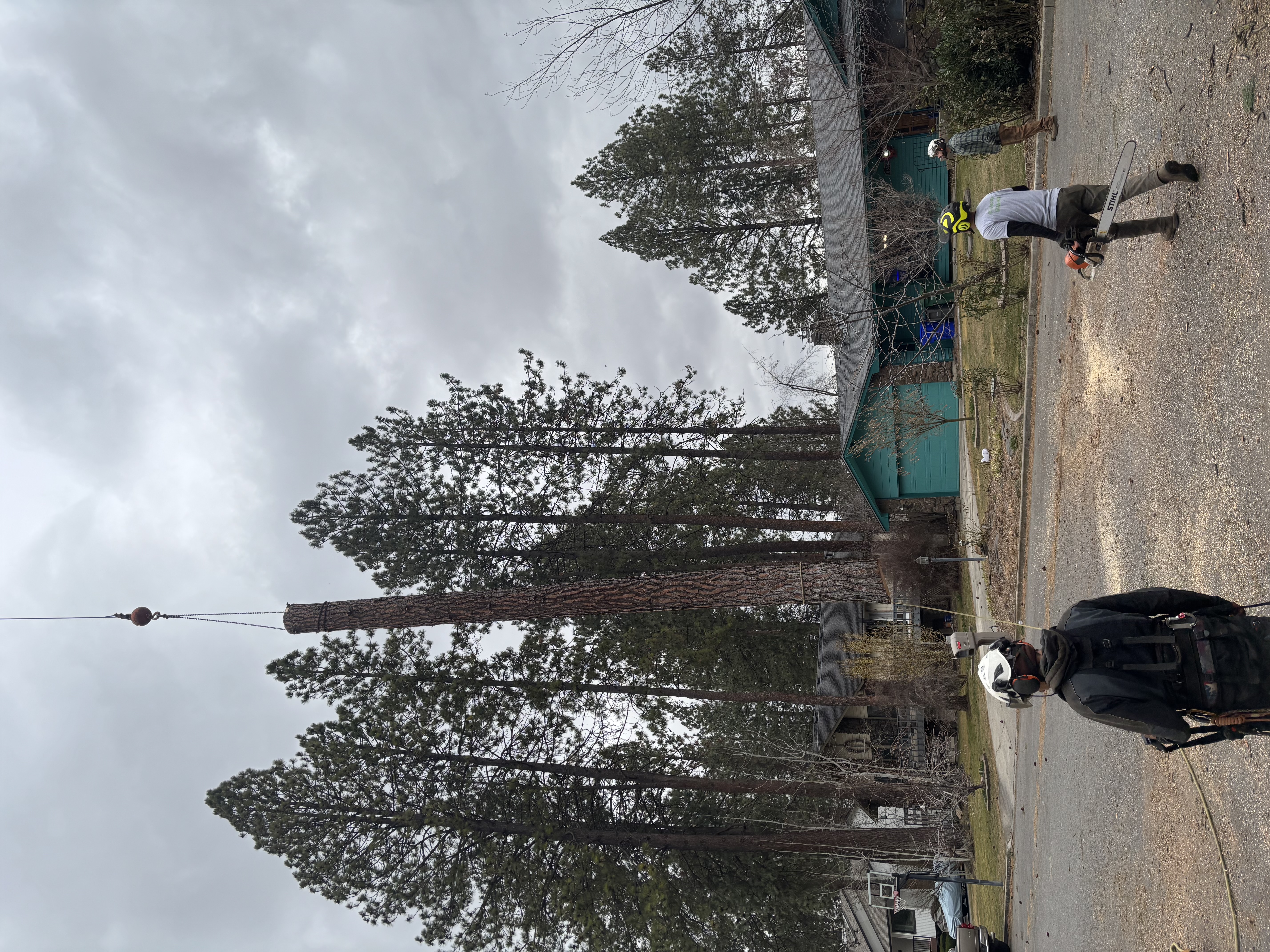  for AP Tree Service in Colbert, WA