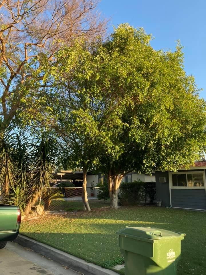  for Green Planet Services in La Habra Heights, CA