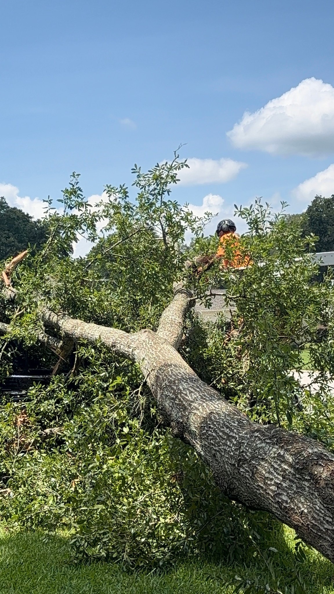 All Around Guys Tree Service crew removing a large oak tree