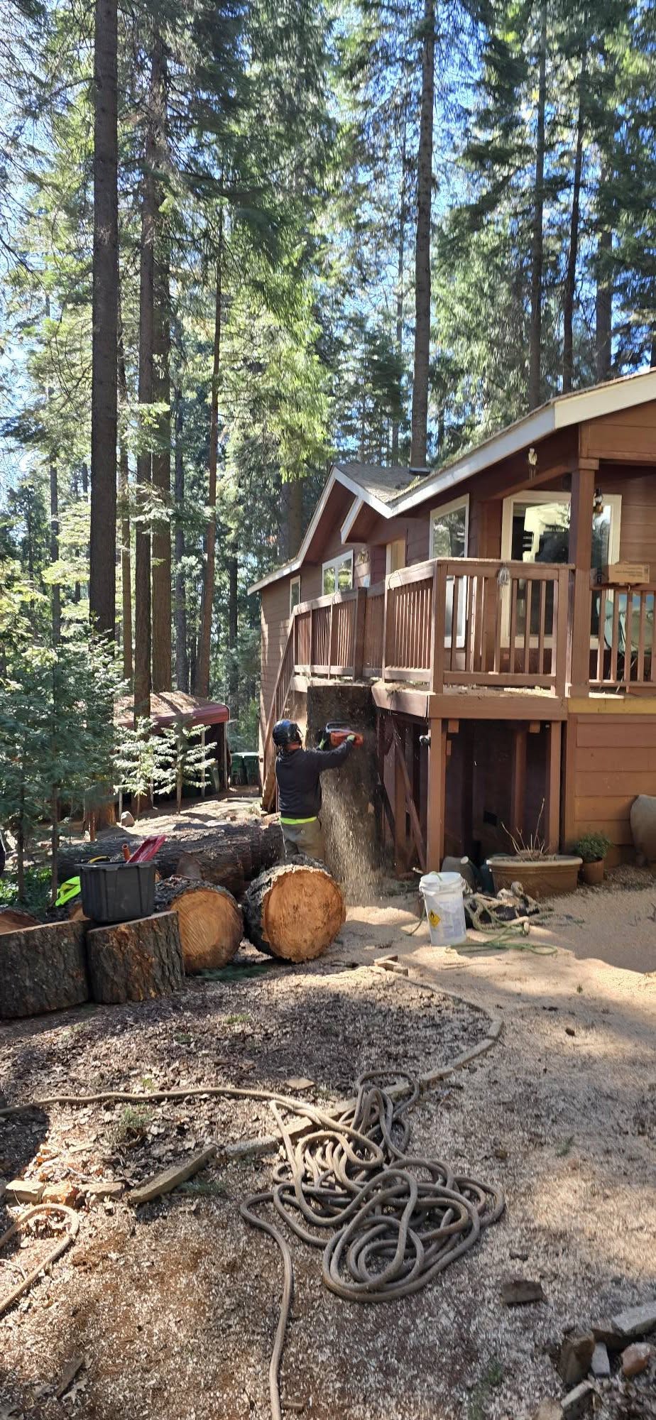  for George Staddan's Professional Tree Care in Placerville, CA