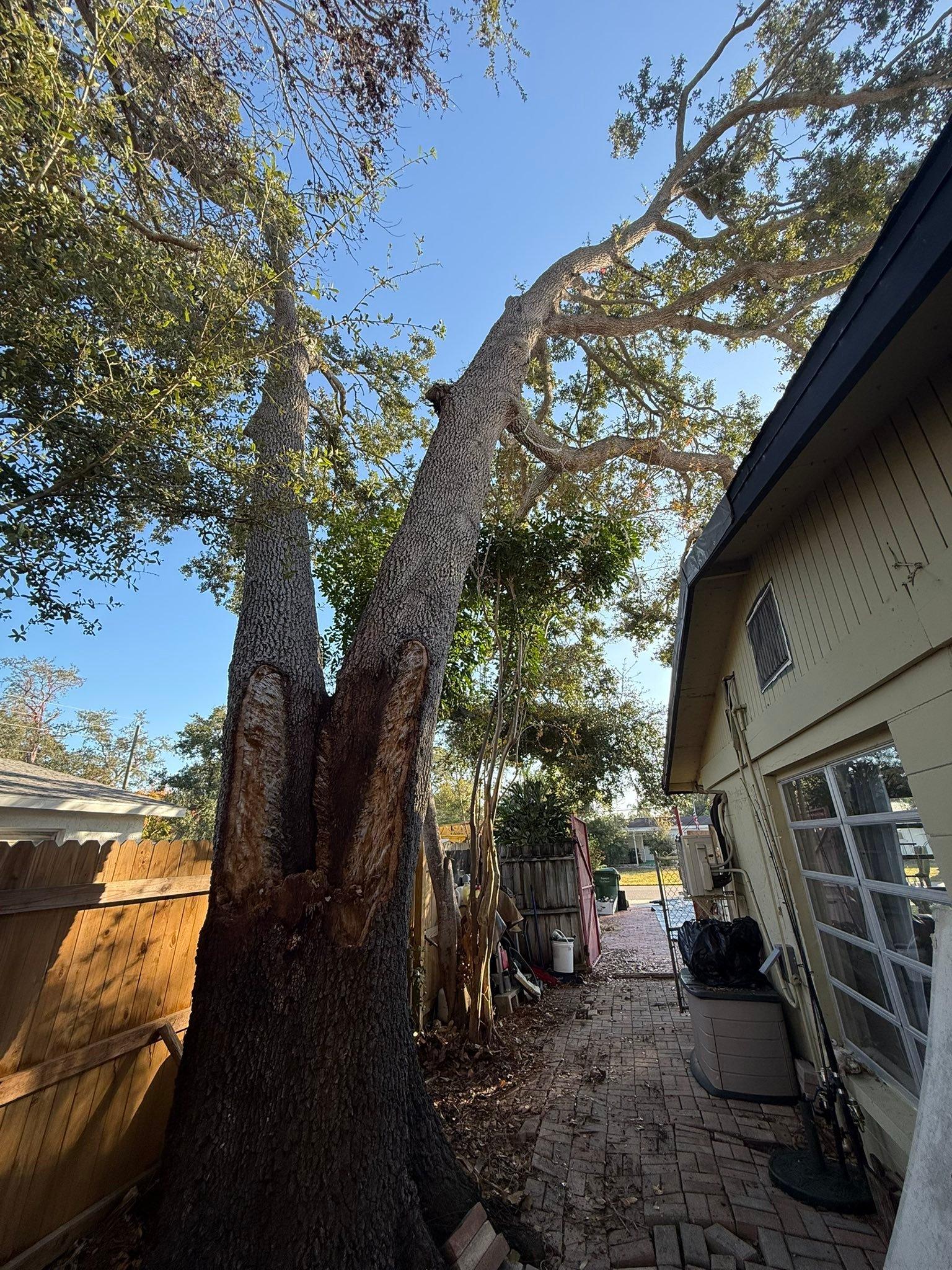  for Damian’s Tree Care in Sarasota, FL