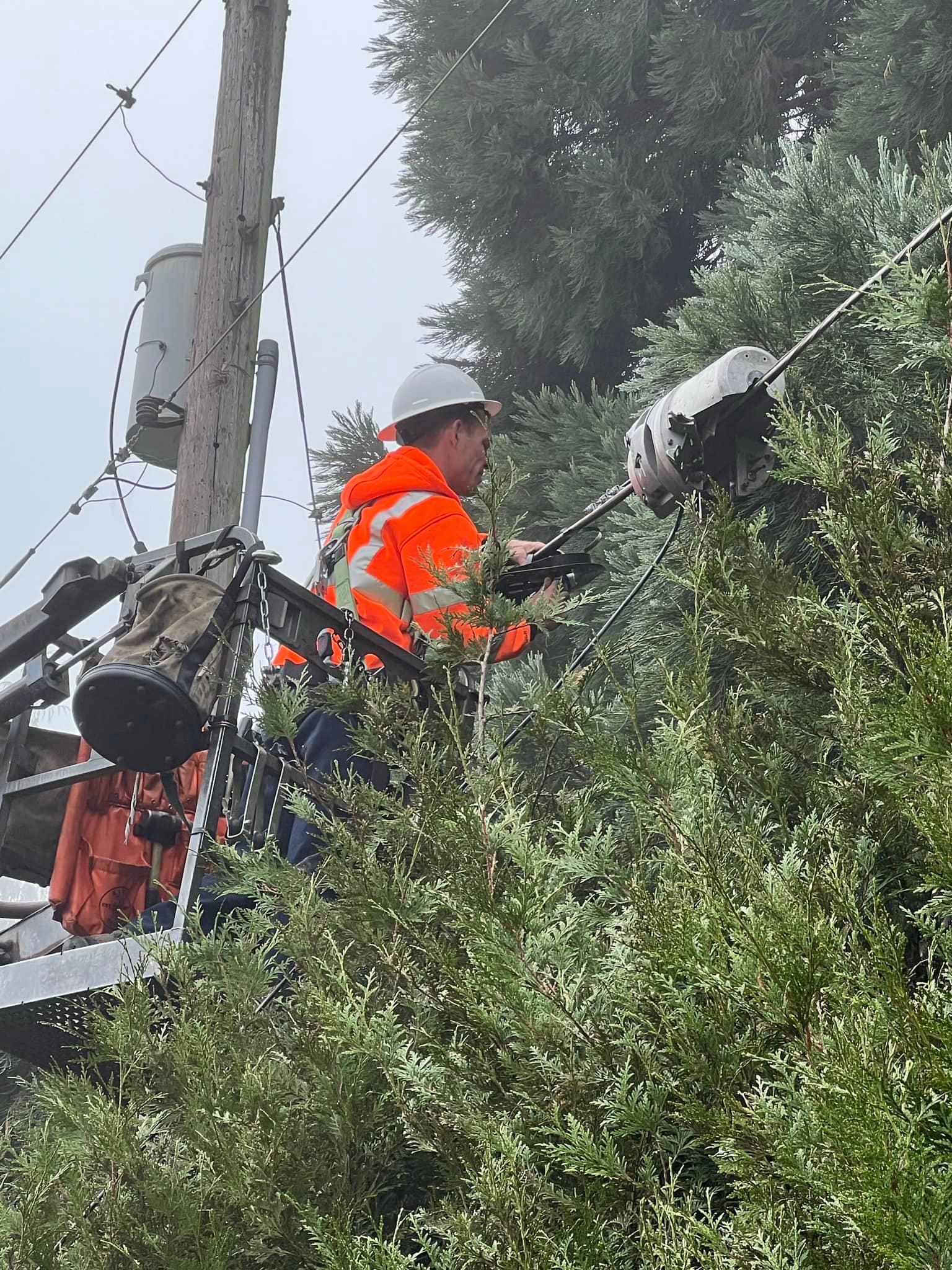 Tree Service company Hammons Construction LLC in Eugene, OR