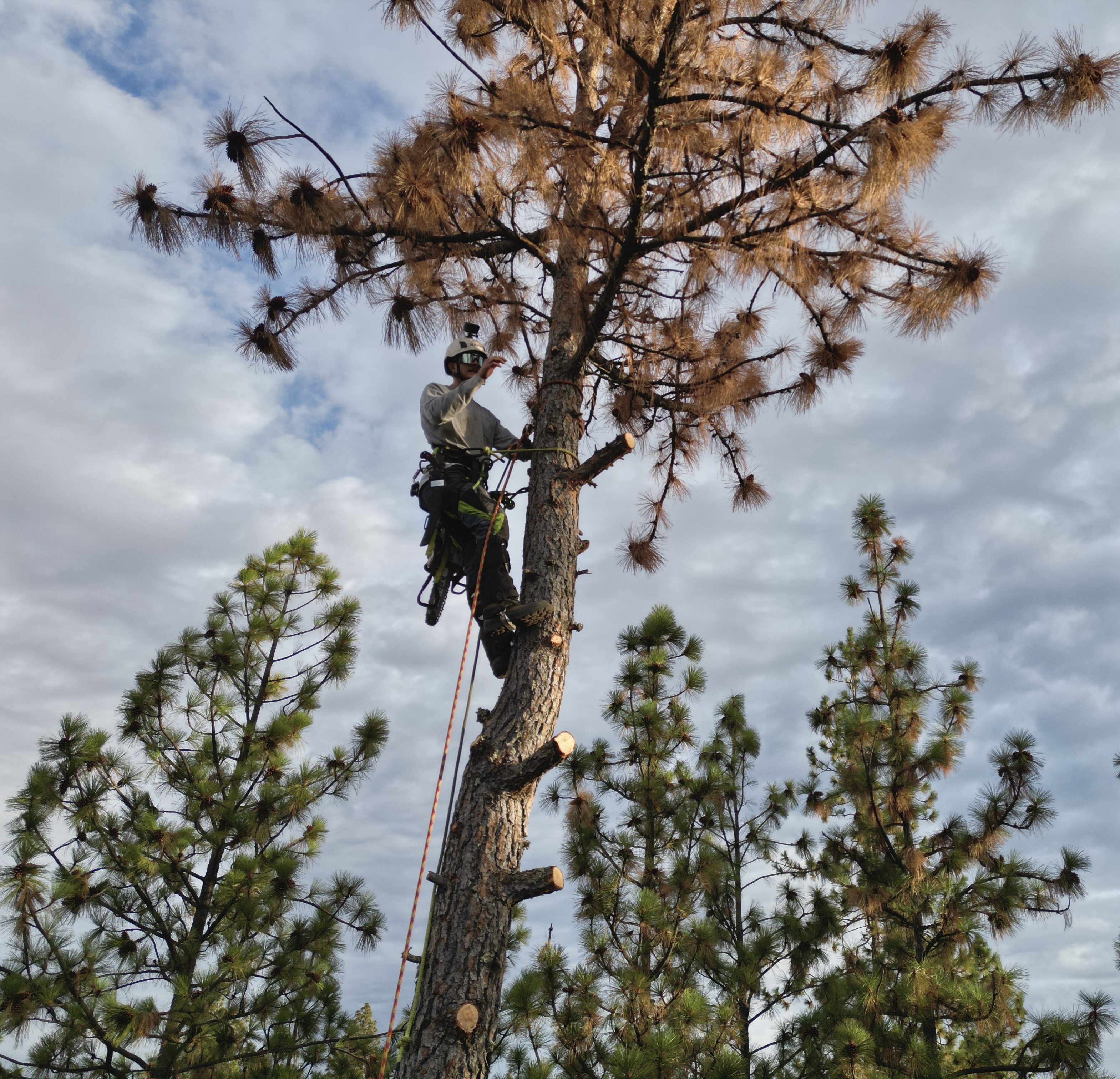 Tyco Forest Management team in Placerville, CA - people or person