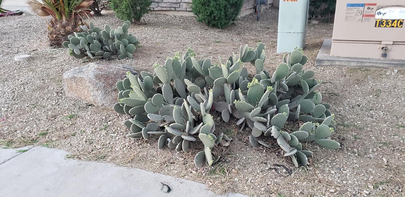 Sunrise Landscape team in Maricopa, AZ - people or person