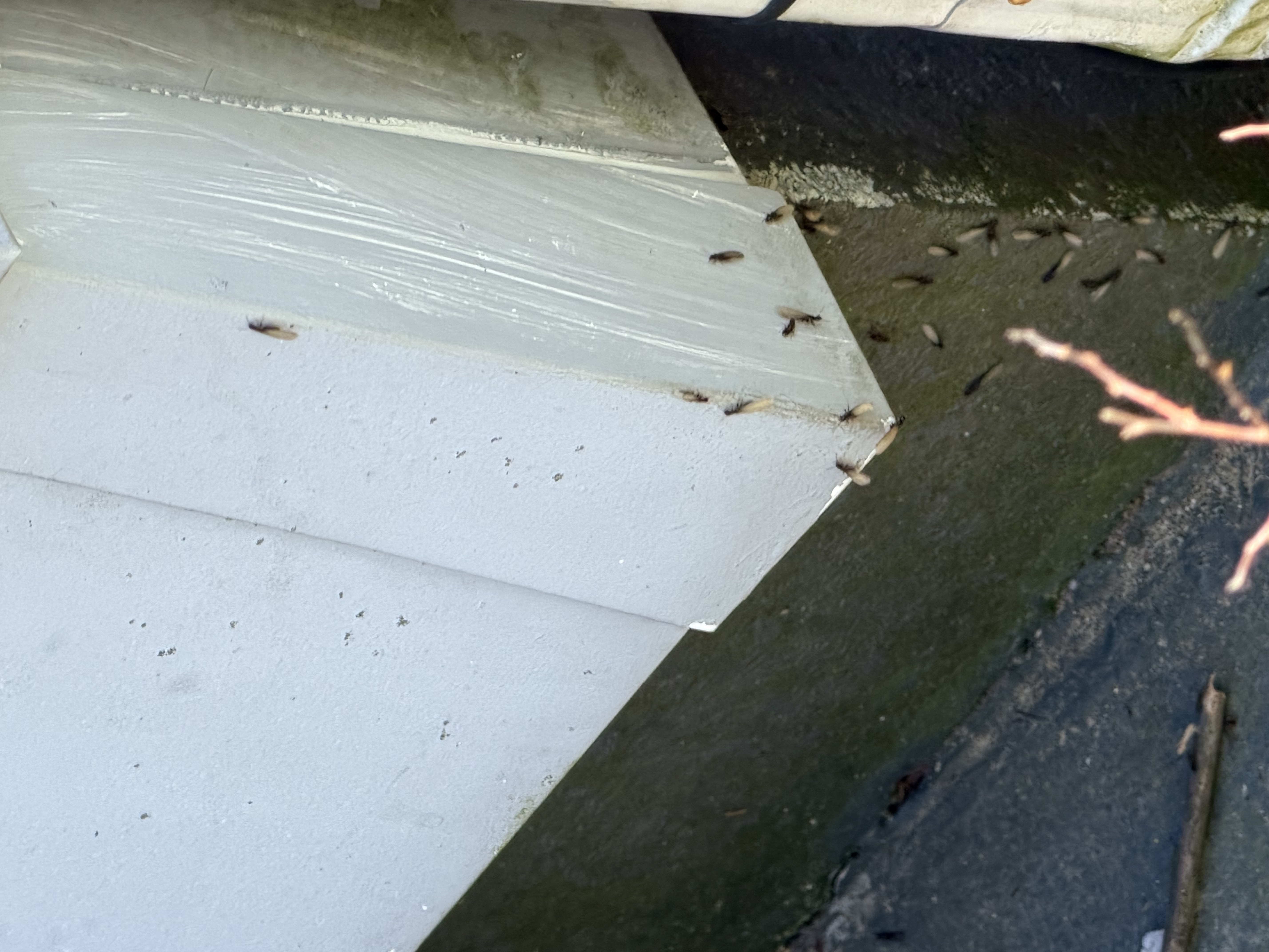  for All-In Pest Control & Home Solutions in Greene County, IN