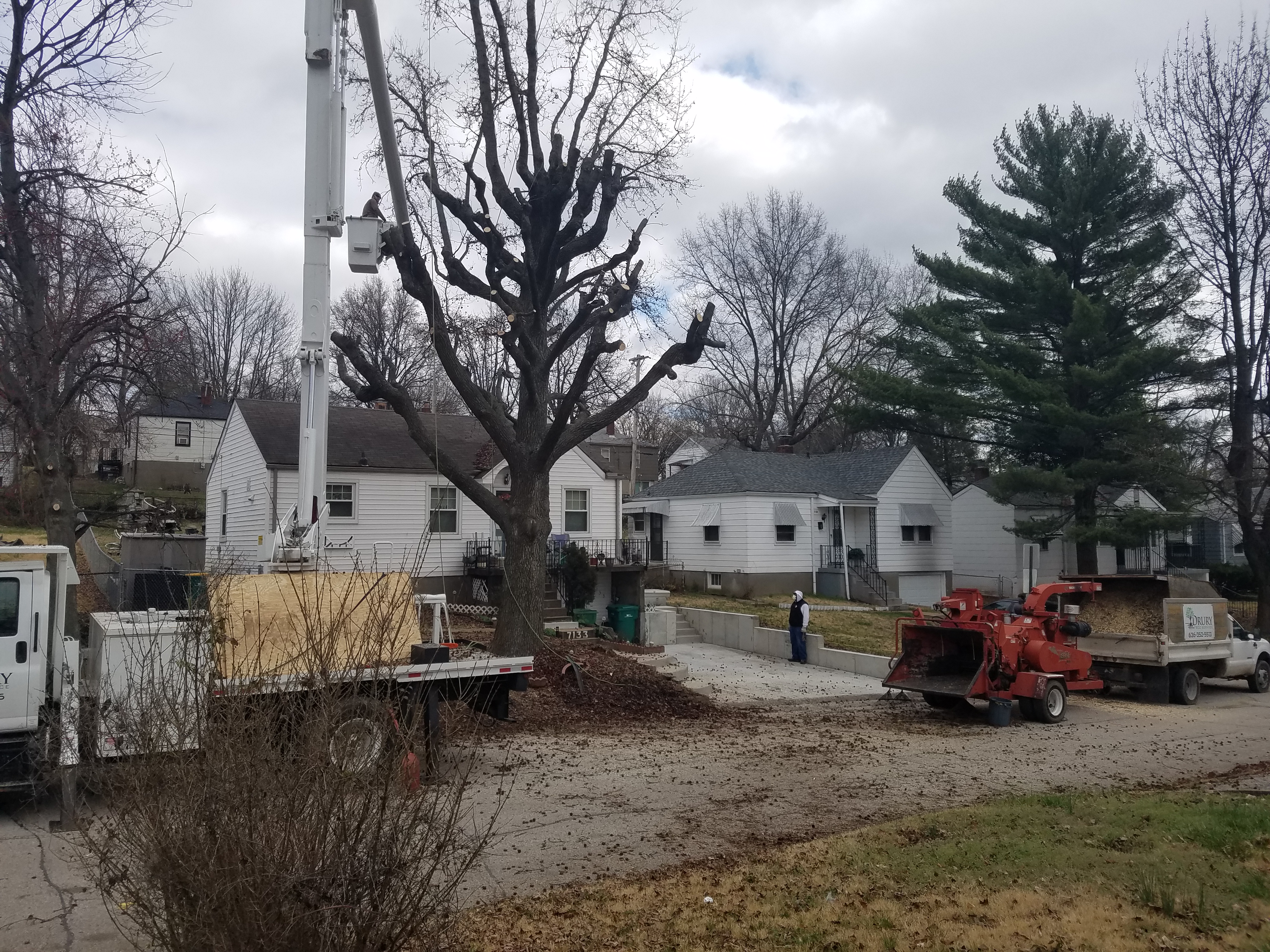 Bucket truck and chipper set up on a residential street for a crown reduction