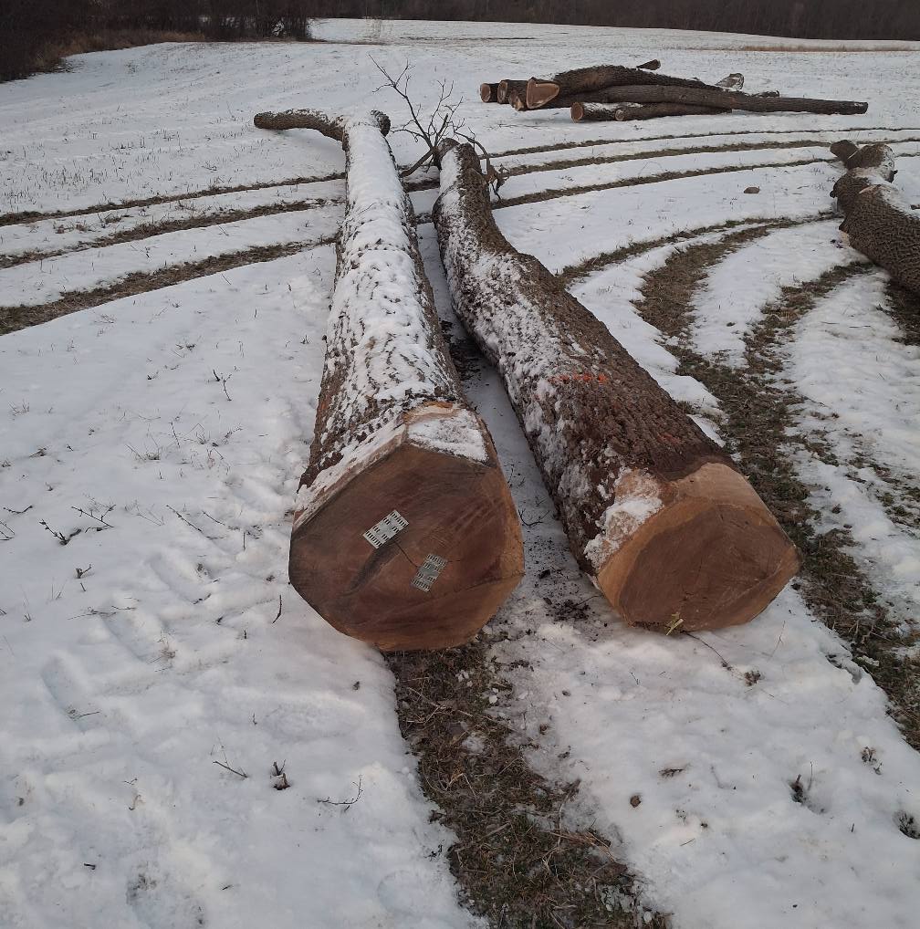  for God's Country Timber Management in Hillsdale, MI