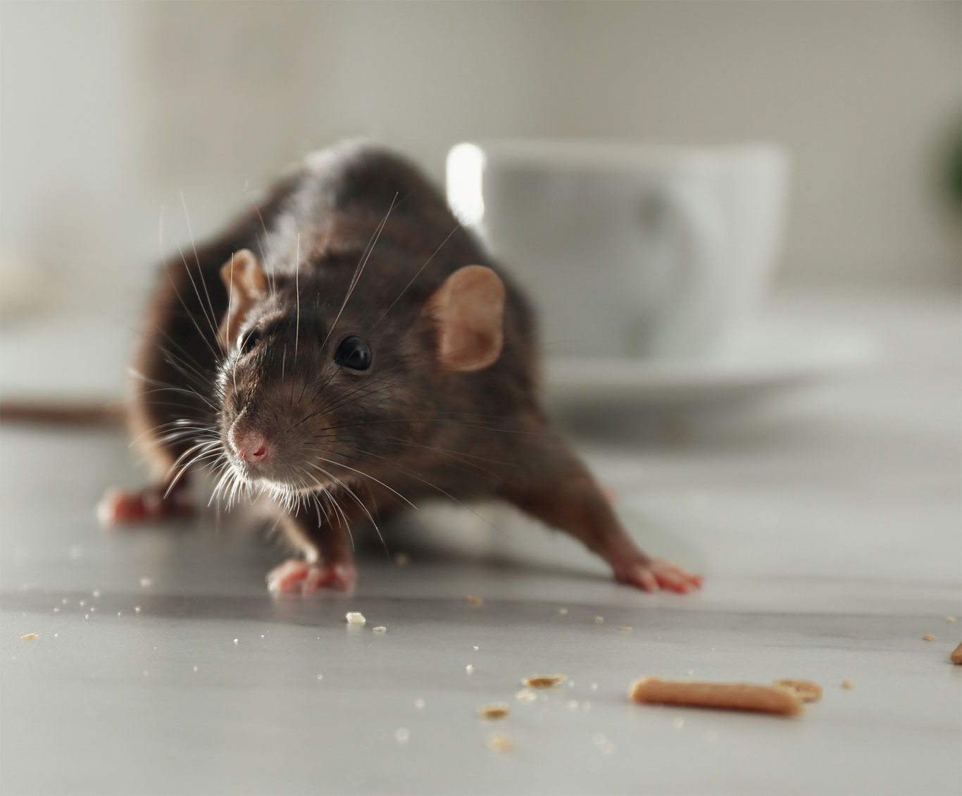  for Bug Blasterz LLC in Huntsville, AL