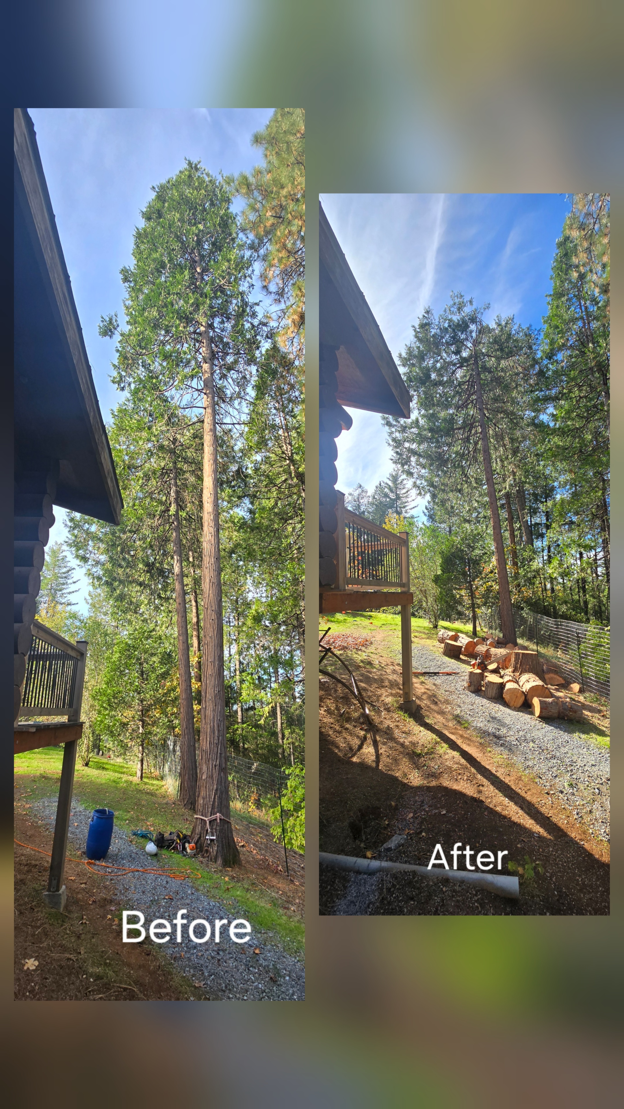  for George Staddan's Professional Tree Care in Placerville, CA