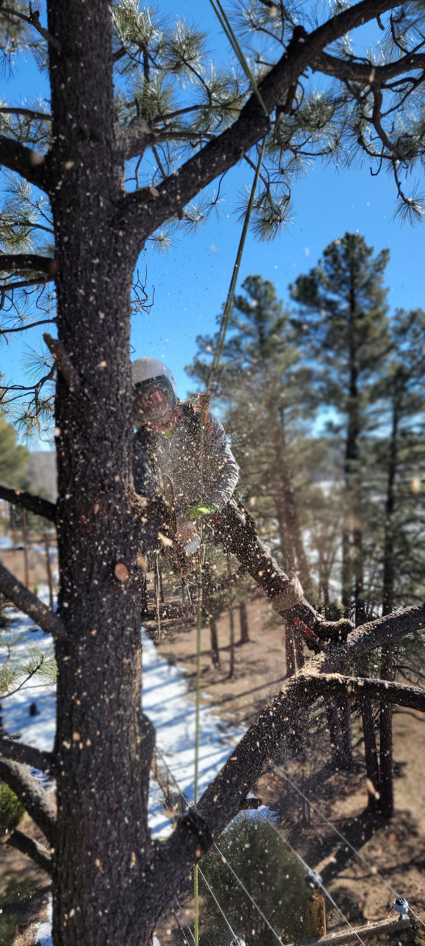  for StockPro Tree Specialists in Show Low, AZ