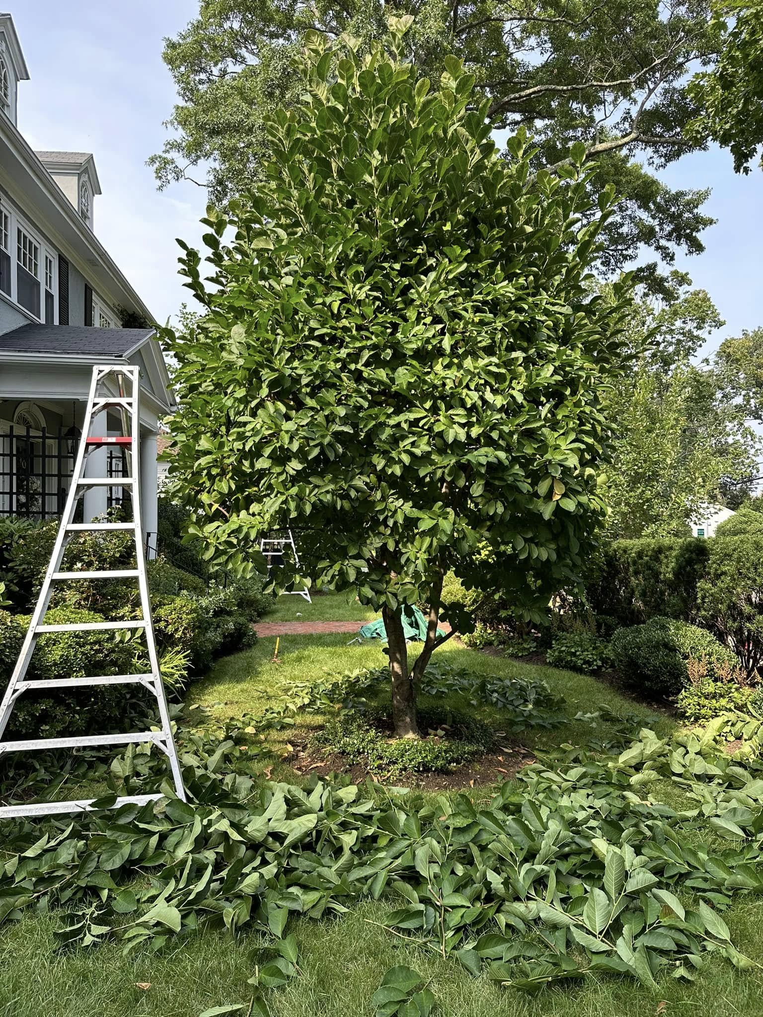  for Saavedra & Sons Landscaping in Waltham, MA