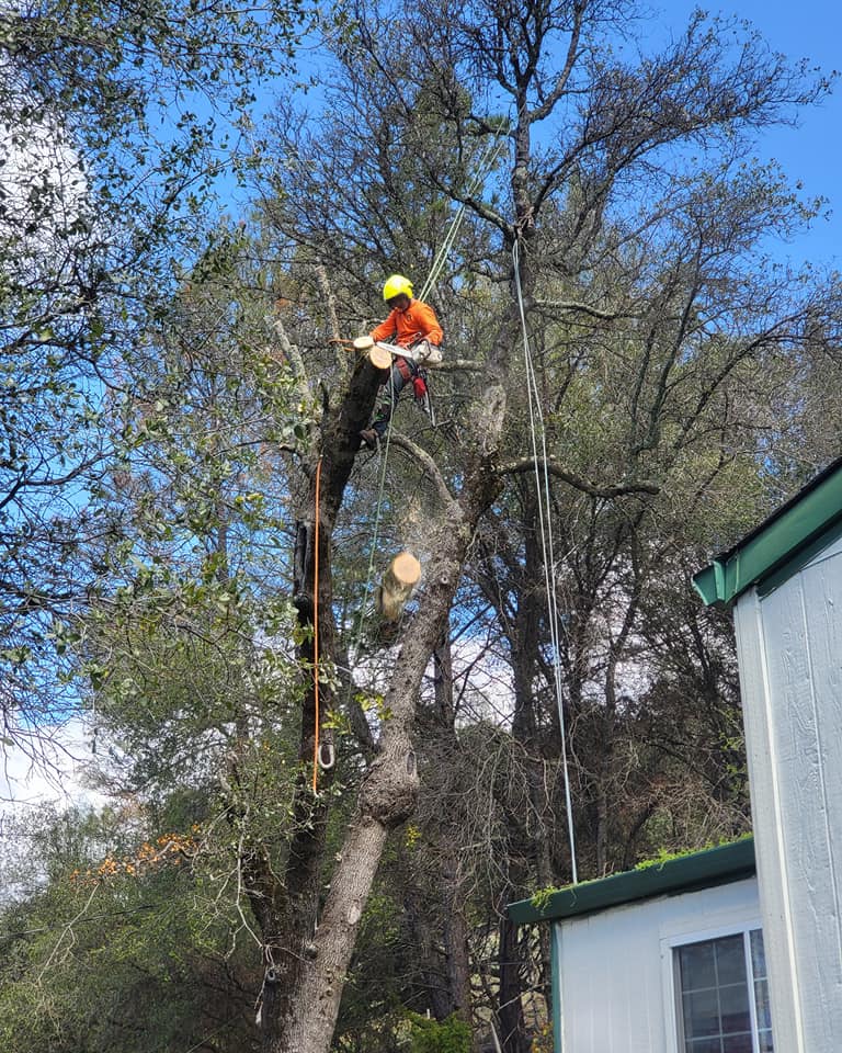 Climber on ropes rigging a limb down beside a house roof