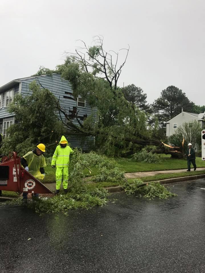  for Loockerman's Tree and Stump Removal in Dover, DE