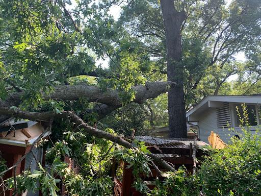  for TLC Professional Tree Service in Bedford, TX
