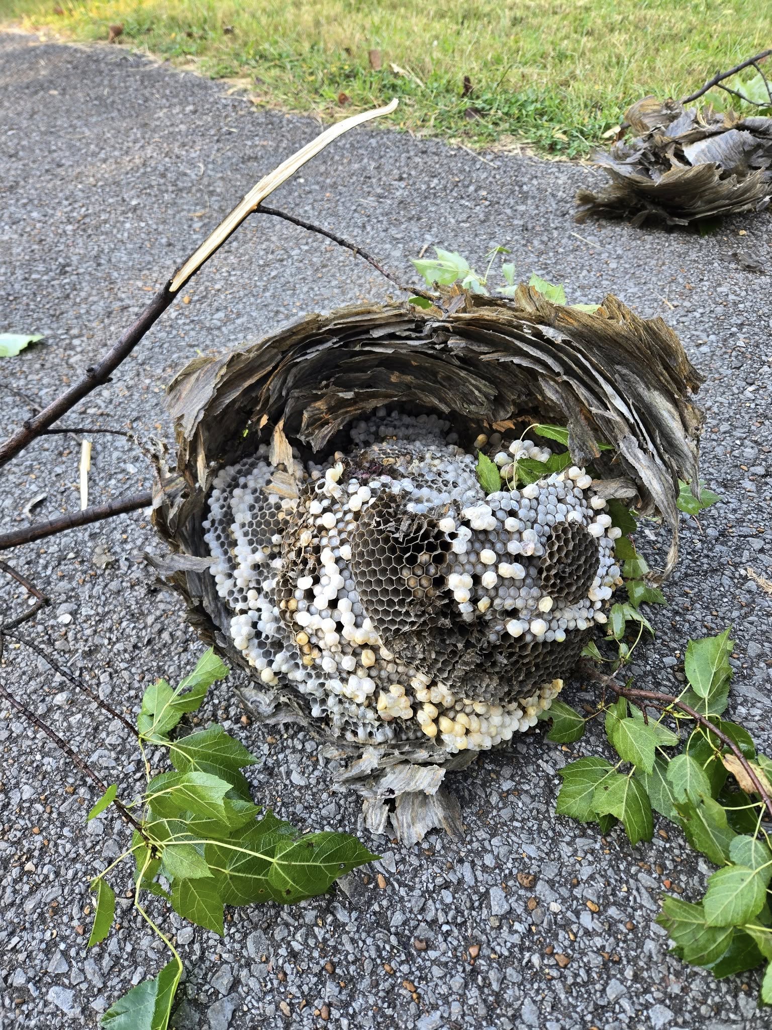  for Bug Blasterz LLC in Huntsville, AL