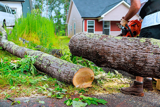  for Patriot Tree Service in Mesa, AZ