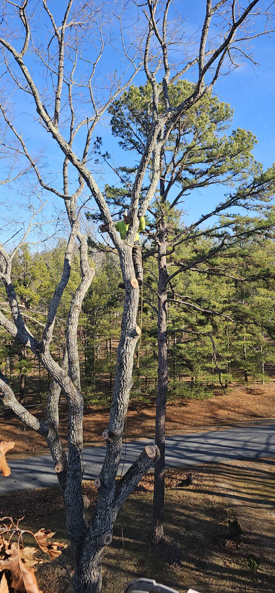  for Hamlett Tree Service LLC in Clover, VA