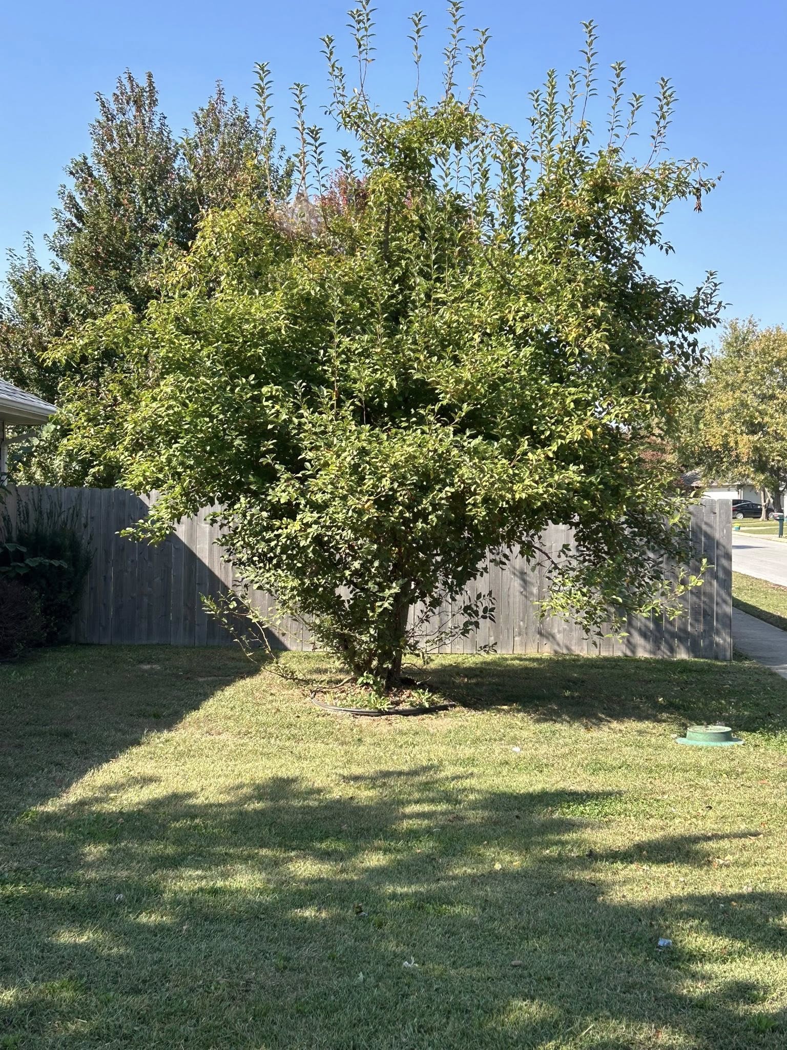  for Mowraculous in Republic, MO