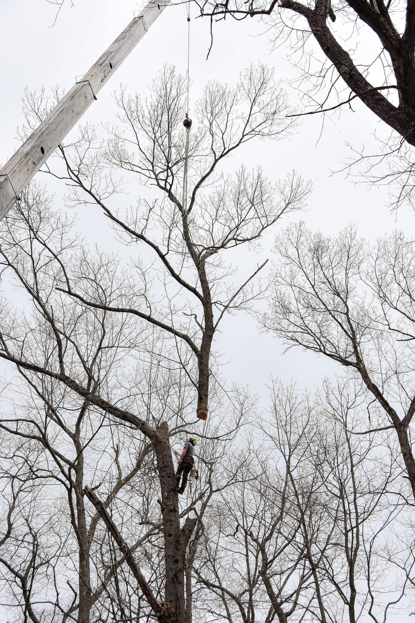 Total Tree Service team in Washington, NJ - people or person