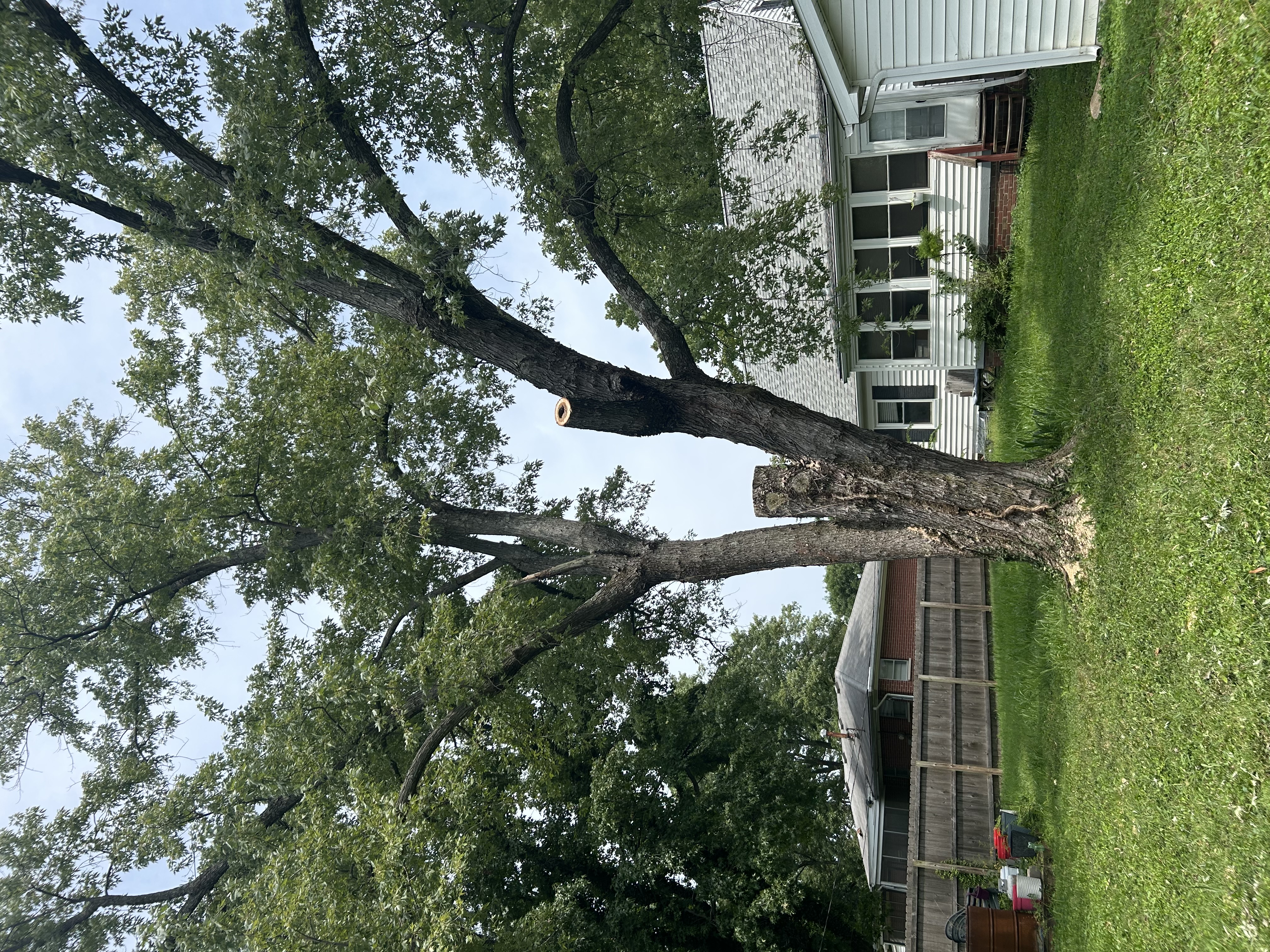  for Stinger Tree Service in Belleville, IL