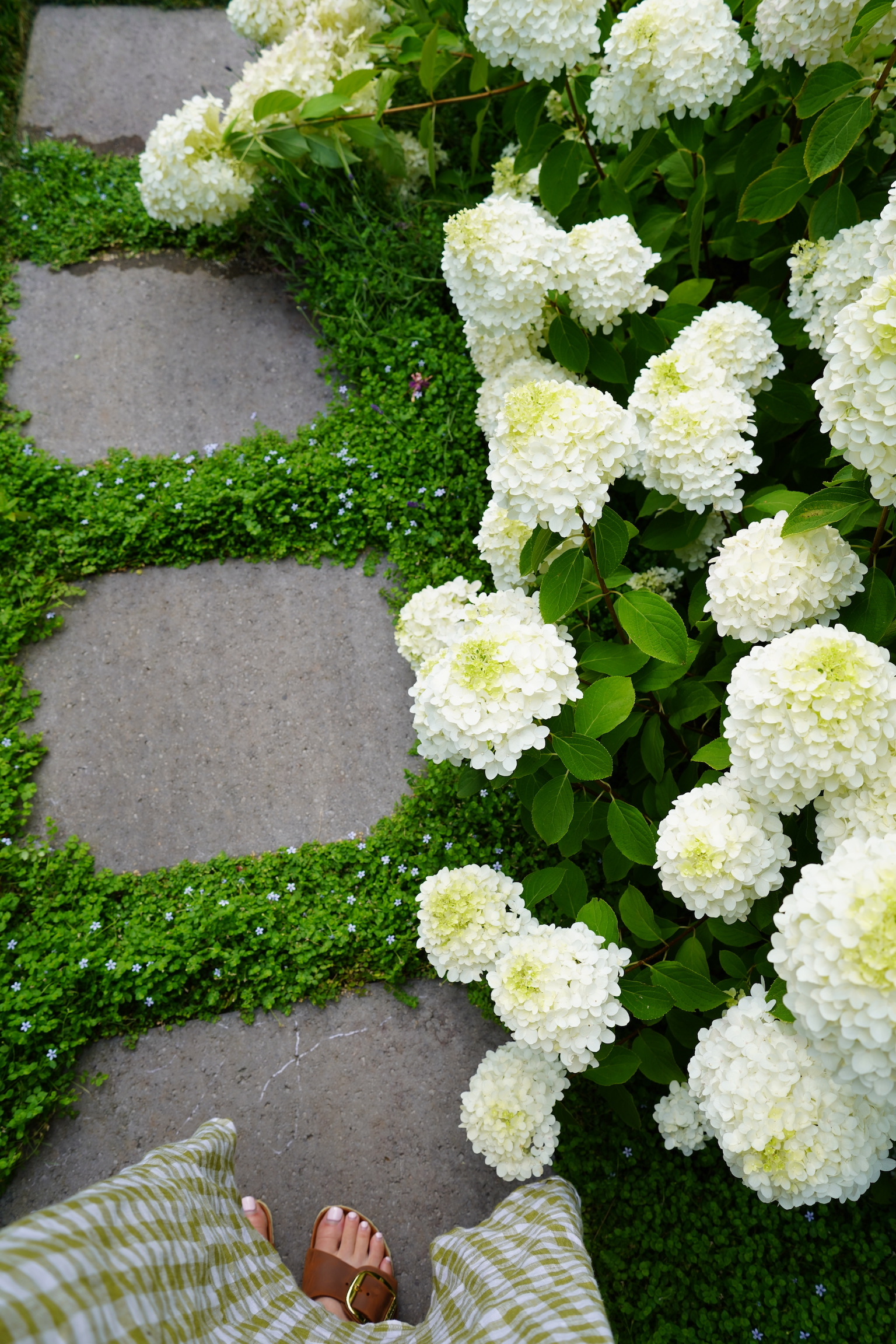  for Courtney Lewis Landscape Design in Portland, OR