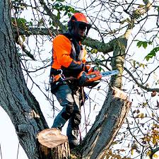  for Brothers Tree Service in Burnsville, NC