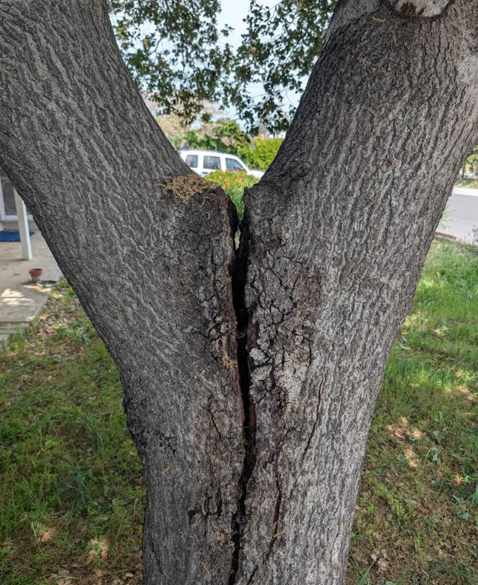  for A1 Tree Care in San Jose, CA