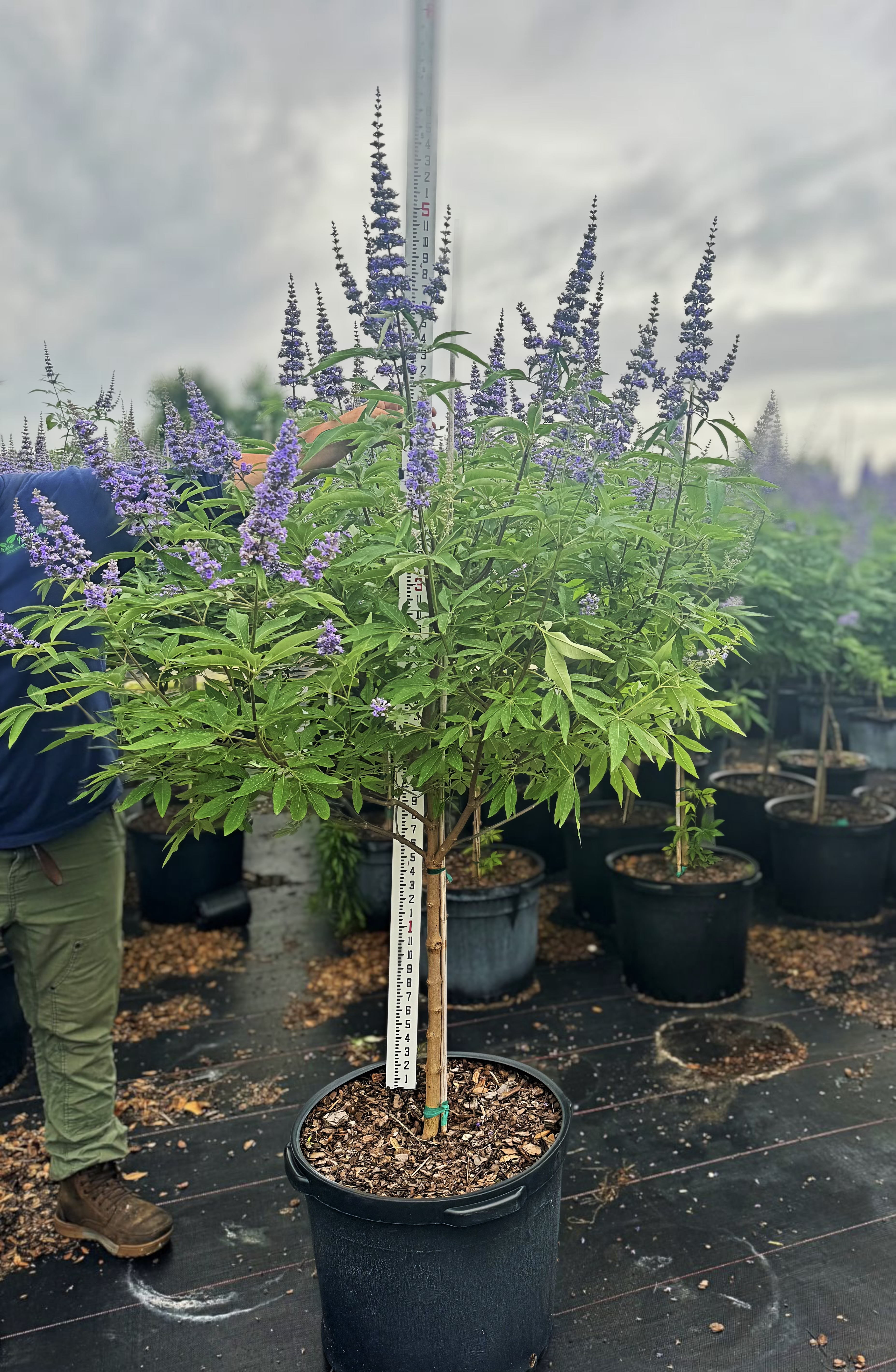  for Southern Roots Tree Farm in Crystal River, FL