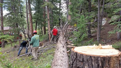 Beetle Busters LLC tree care work