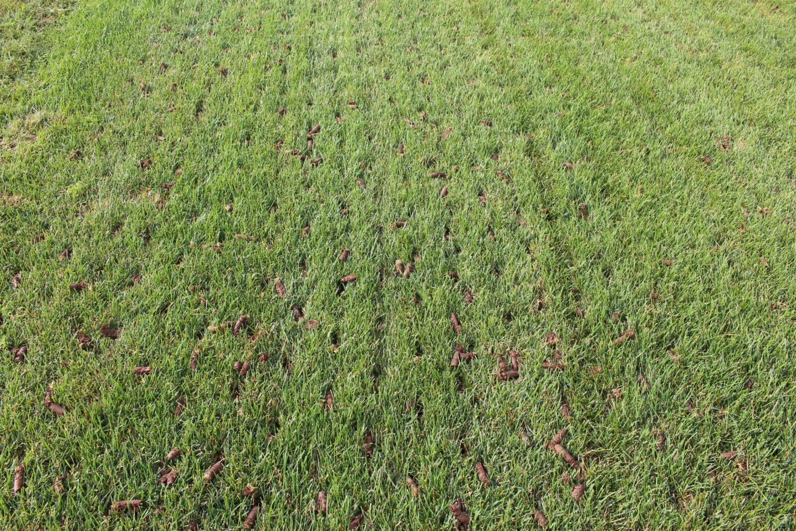 Lawn aeration service in Overland Park, KS
